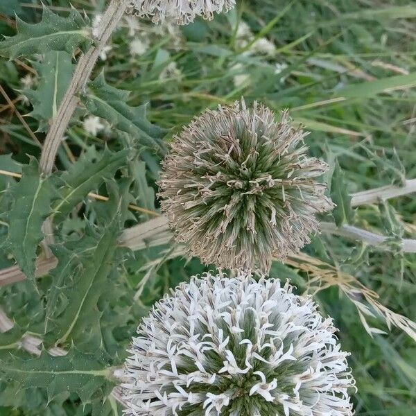 Echinops sphaerocephalus Květ