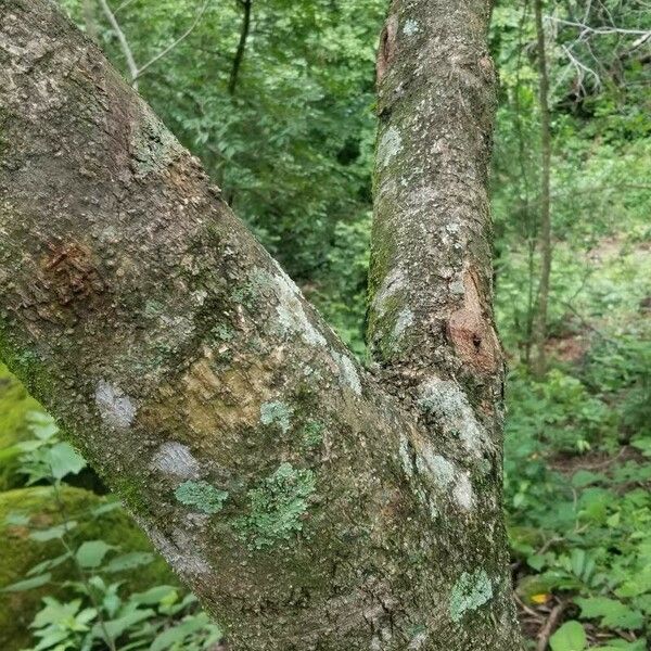 Gyrocarpus americanus Bark