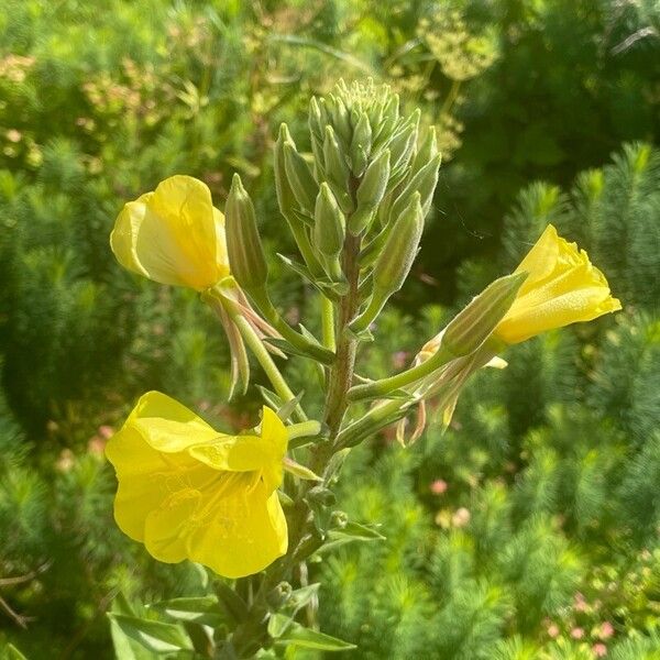 Oenothera glazioviana Blomst