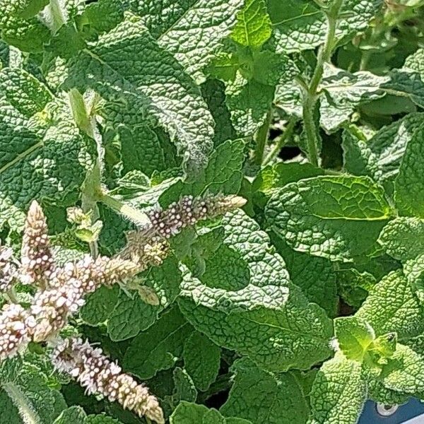 Mentha × rotundifolia Yaprak