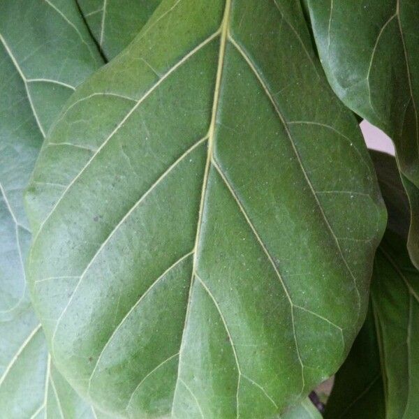 Ficus lyrata Leaf