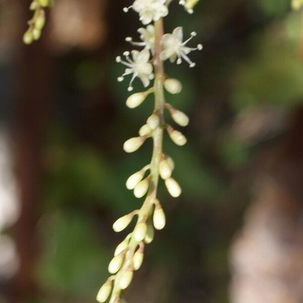 Anredera cordifolia Flower