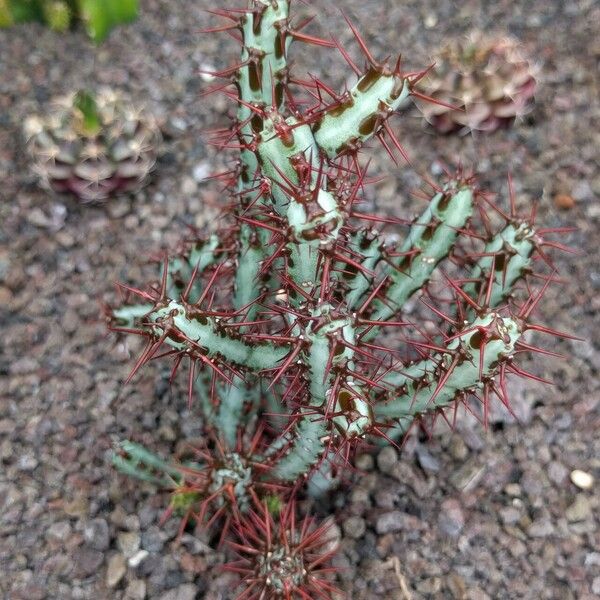 Euphorbia aeruginosa Leaf