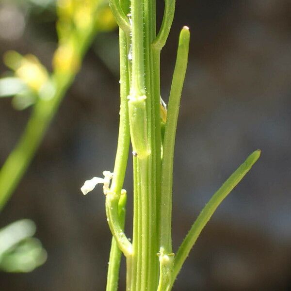 Barbarea intermedia Fruit