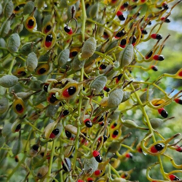 Bocconia frutescens Плод