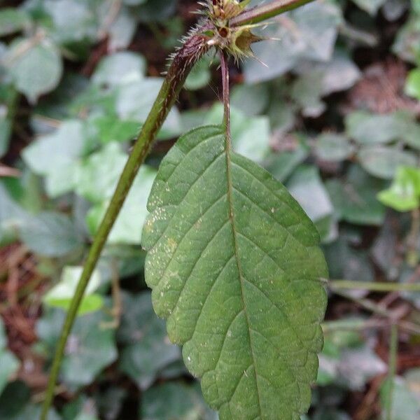 Galeopsis tetrahit Levél