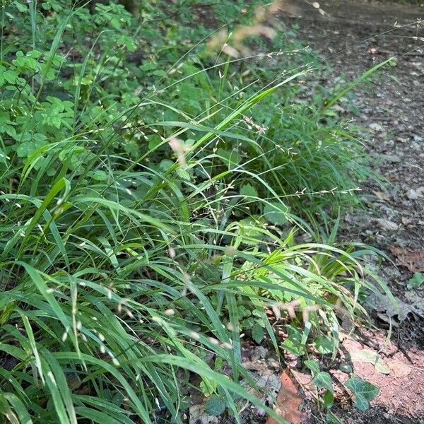 Melica uniflora Blodyn