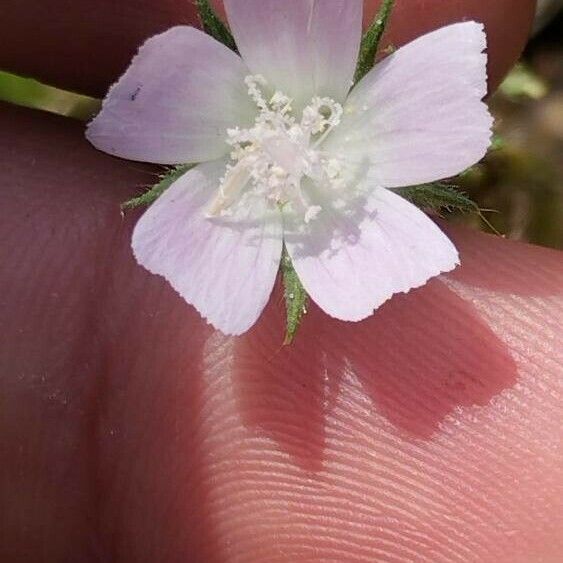 Malva setigera Blüte