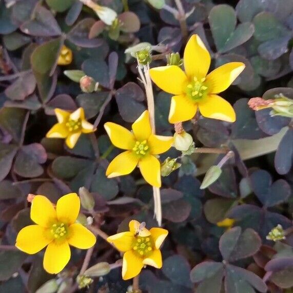 Oxalis corniculata Flower