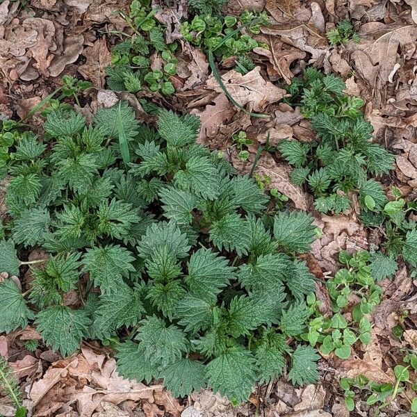 Urtica dioica Hábitos