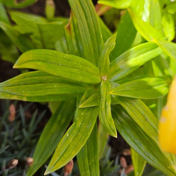 Lilium bulbiferum 葉