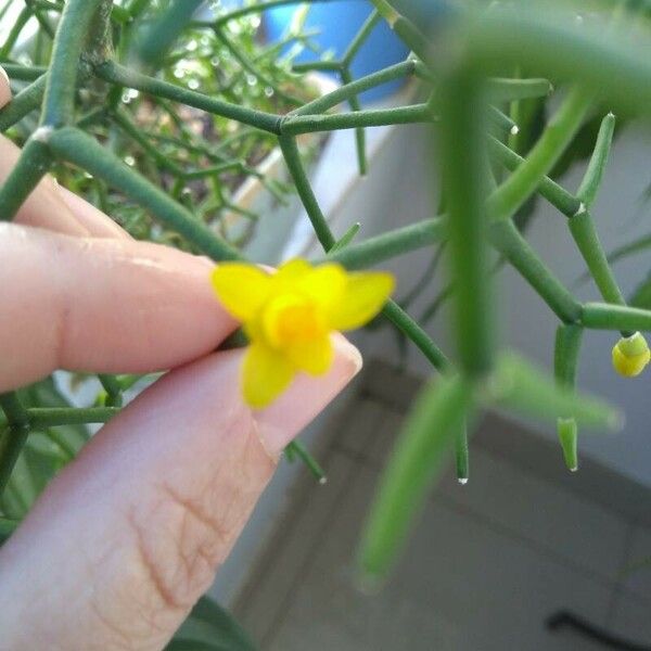 Rhipsalis clavata Flower