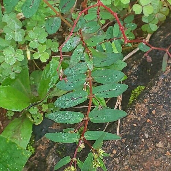 Euphorbia hyssopifolia Лист