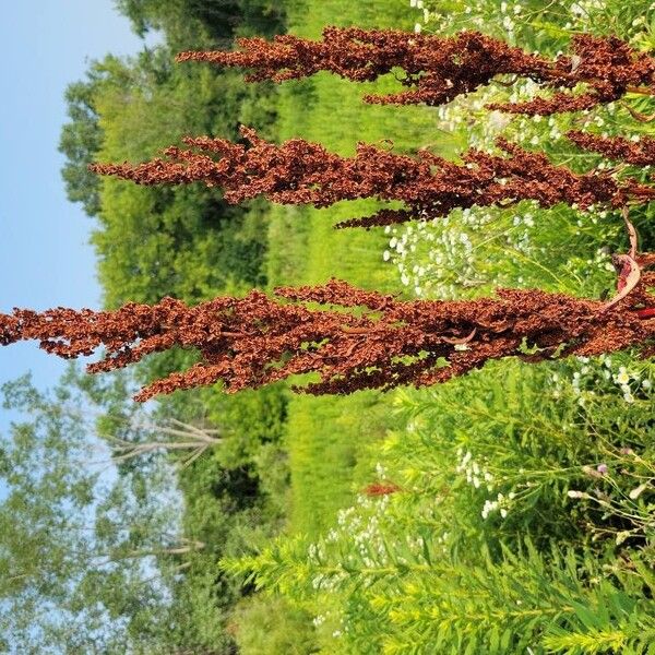 Rumex aquaticus Flor