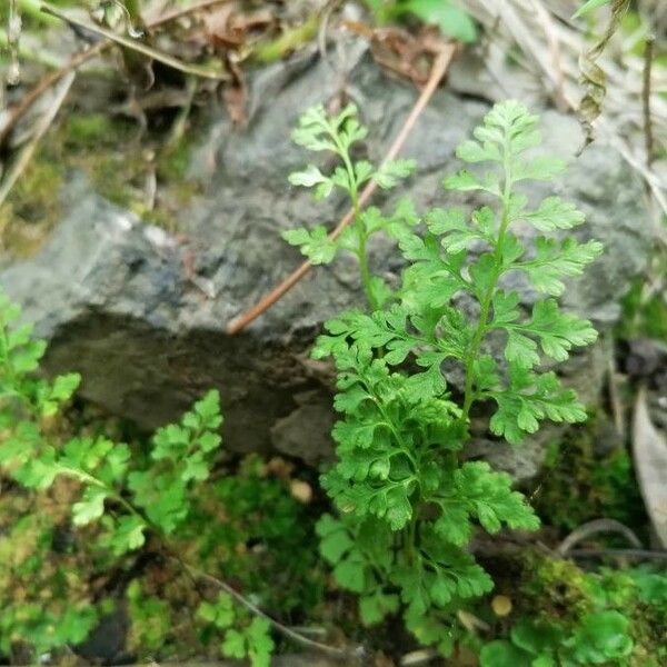 Anogramma leptophylla Hoja