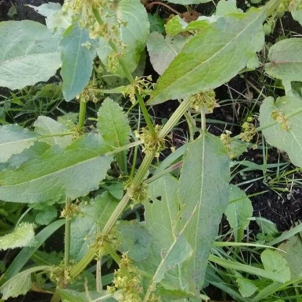 Rumex pulcher Flower