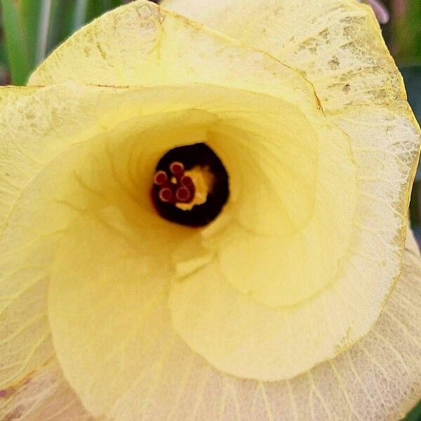 Hibiscus tiliaceus Flower