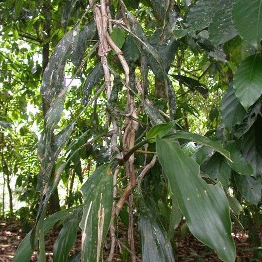 Ludovia integrifolia