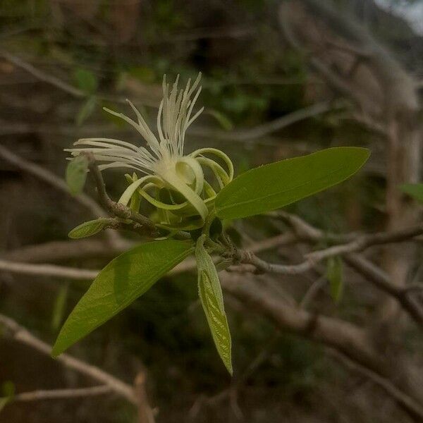 Alangium salviifolium Blüte