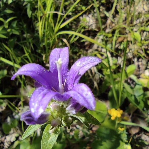 Campanula glomerata Кветка