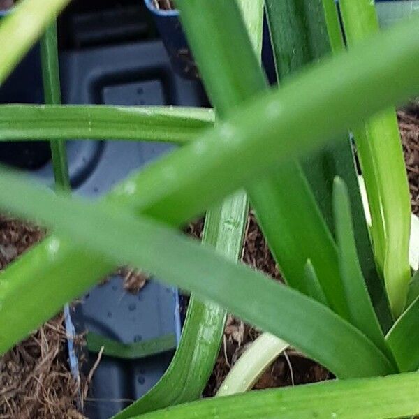 Kniphofia uvaria Leaf