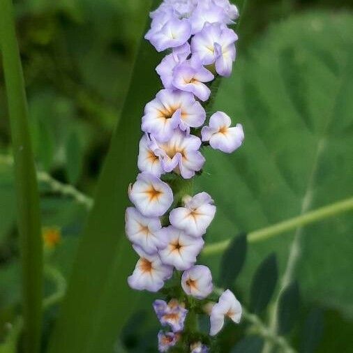 Heliotropium indicum 花