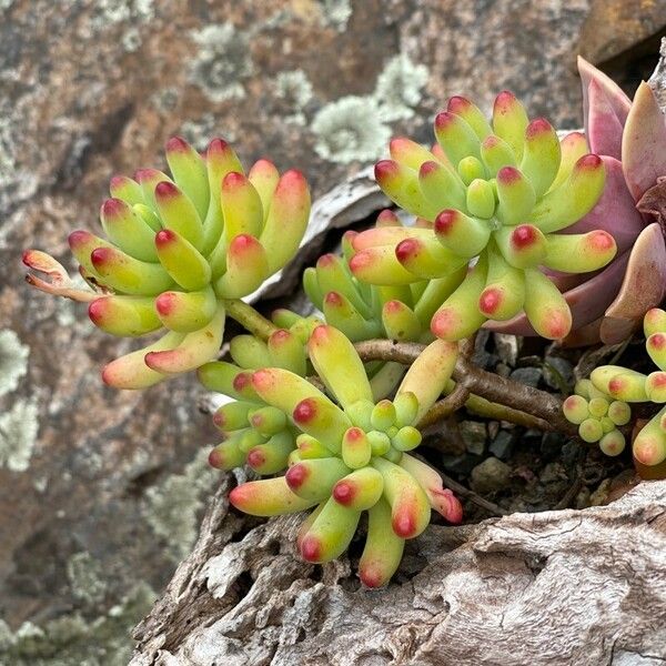 Sedum pachyphyllum Blomma