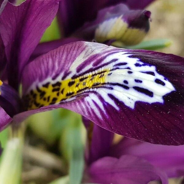 Iris reticulata 花