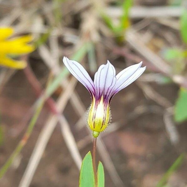 Sisyrinchium micranthum Kvet