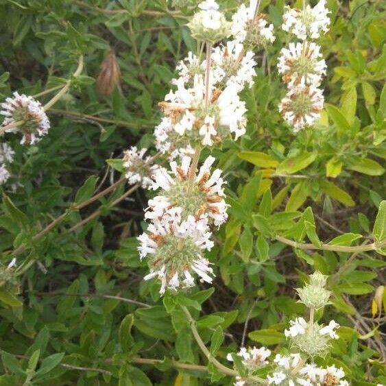 Salvia mellifera Λουλούδι