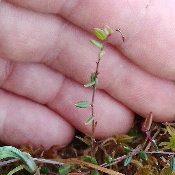 Vaccinium microcarpum Folio