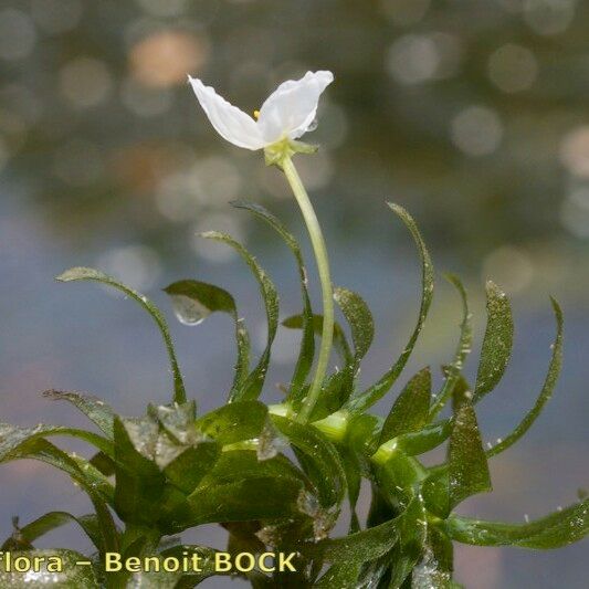 Elodea densa Habit