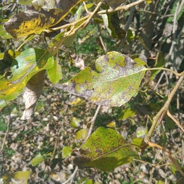 Populus balsamifera Leaf