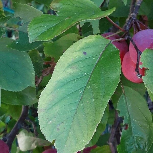 Malus prunifolia Leaf