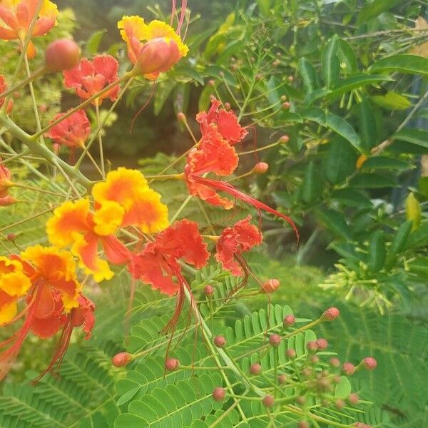 Caesalpinia pulcherrima Floare