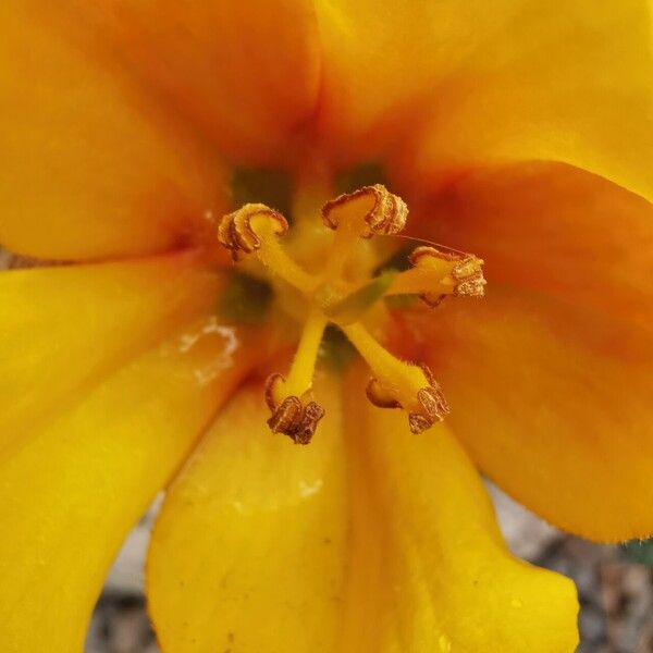 Fremontodendron californicum Cvet