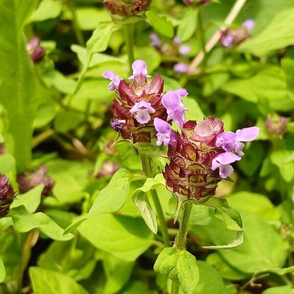 Prunella vulgaris Květ