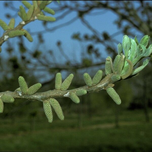 Juglans cinerea 花