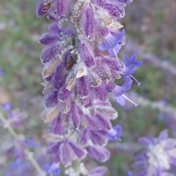 Perovskia atriplicifolia 花