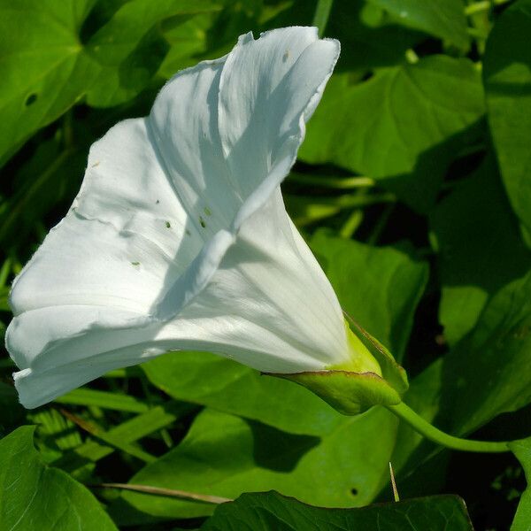 Calystegia sepium Cvet