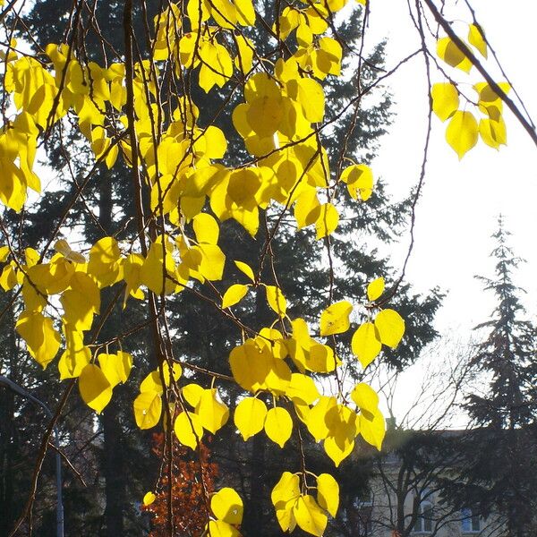 Populus tremuloides Blad