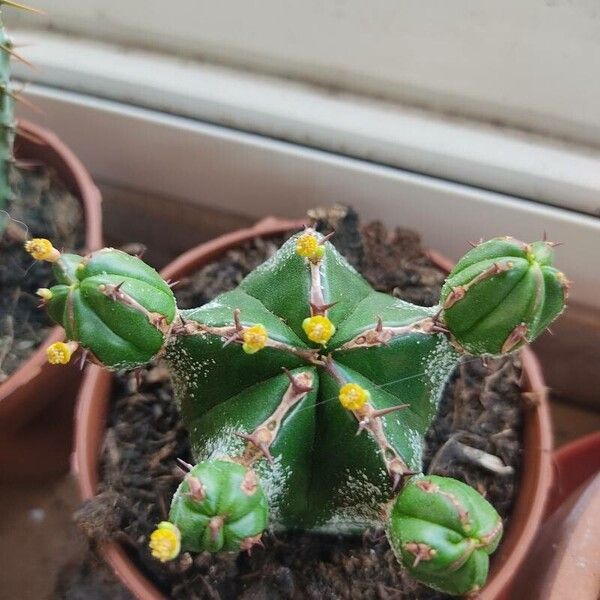 Euphorbia handiensis