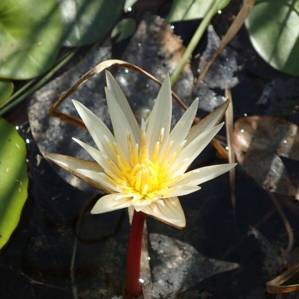 Nymphaea micrantha फूल