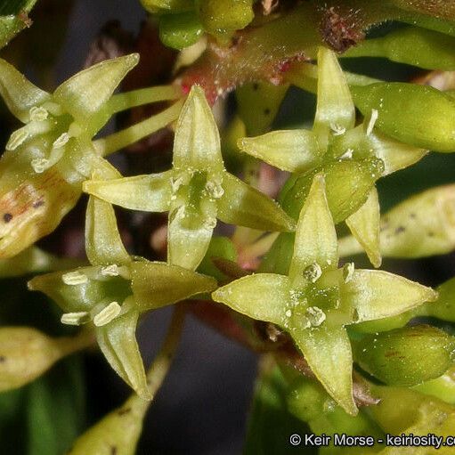 Rhamnus crocea Кветка