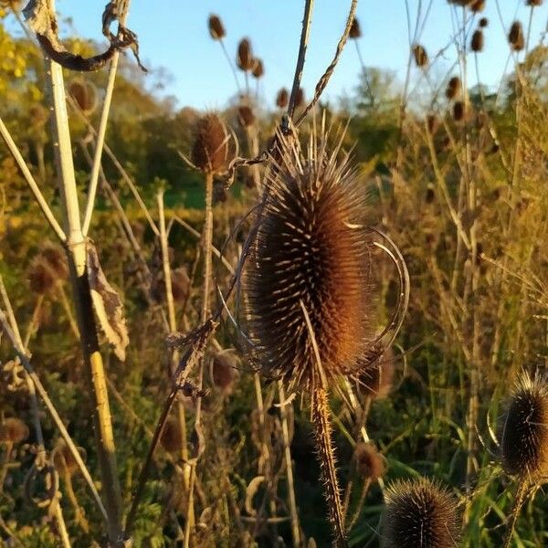 Dipsacus fullonum ᱵᱟᱦᱟ