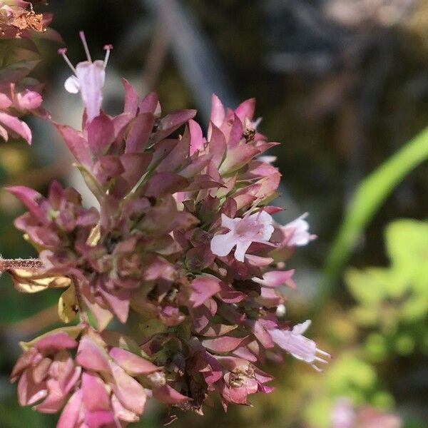 Origanum vulgare Floare