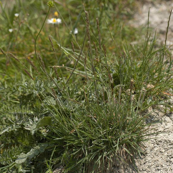 Koeleria macrantha Hábito