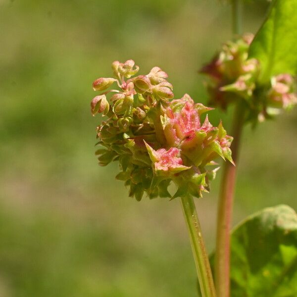 Rumex spinosus Кветка