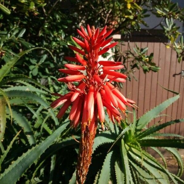 Aloe arborescens Flower