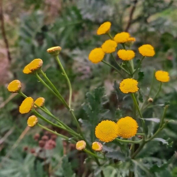 Tanacetum vulgare Агульны выгляд